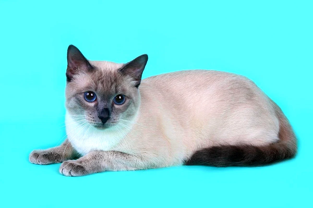 Тайская кошка Блю Пойнт