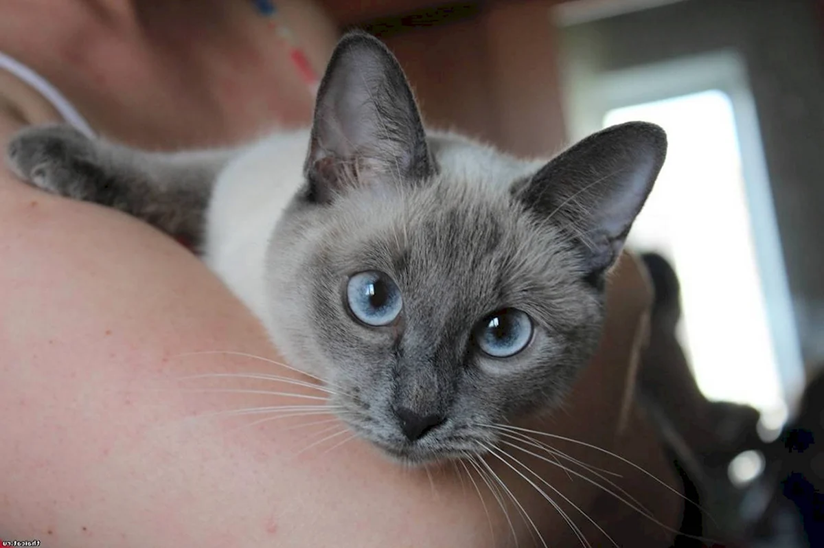 Тайская кошка голубой Пойнт