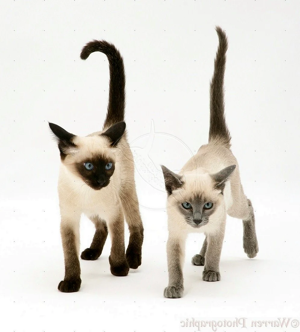 Тайская кошка и Сиамская кошка отличия