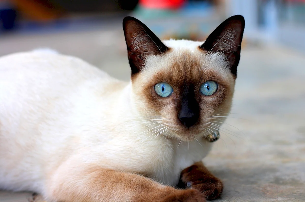Тайская кошка колор Пойнт