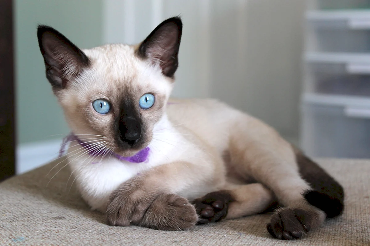 Тайская кошка Лилак Пойнт