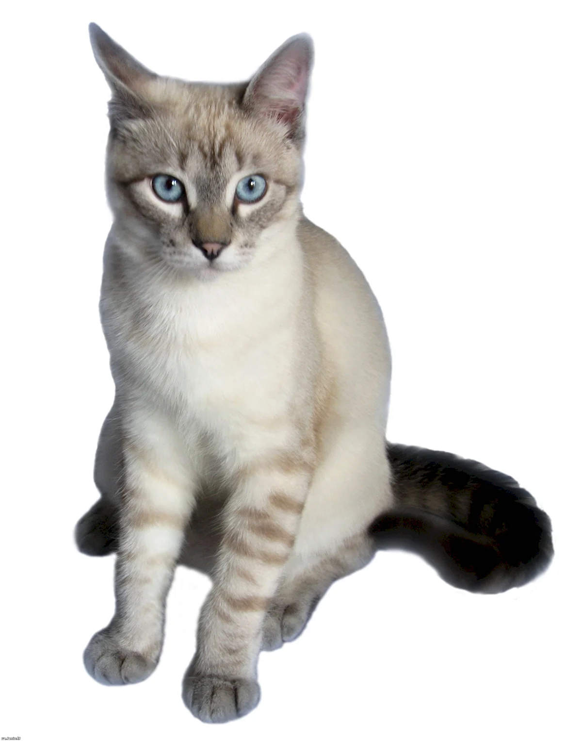 Тайская кошка табби Пойнт