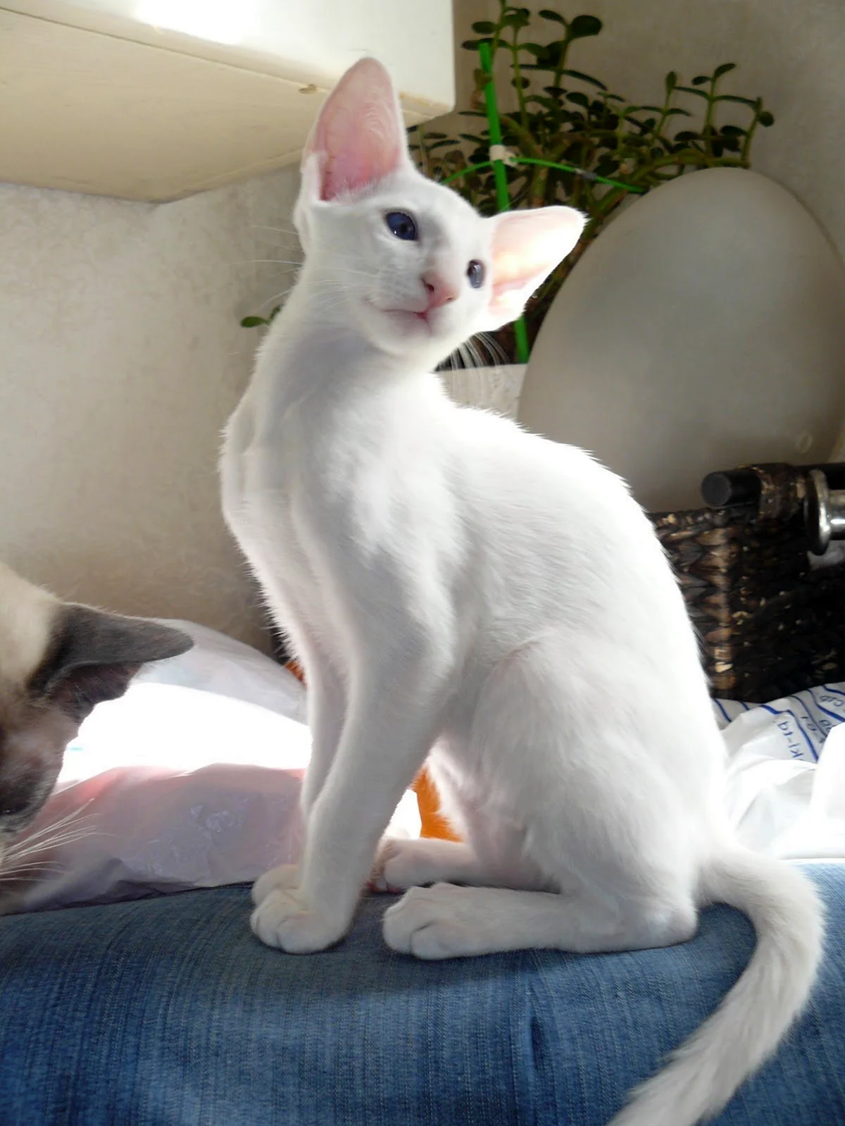 Тайская Сиамская кошка белая
