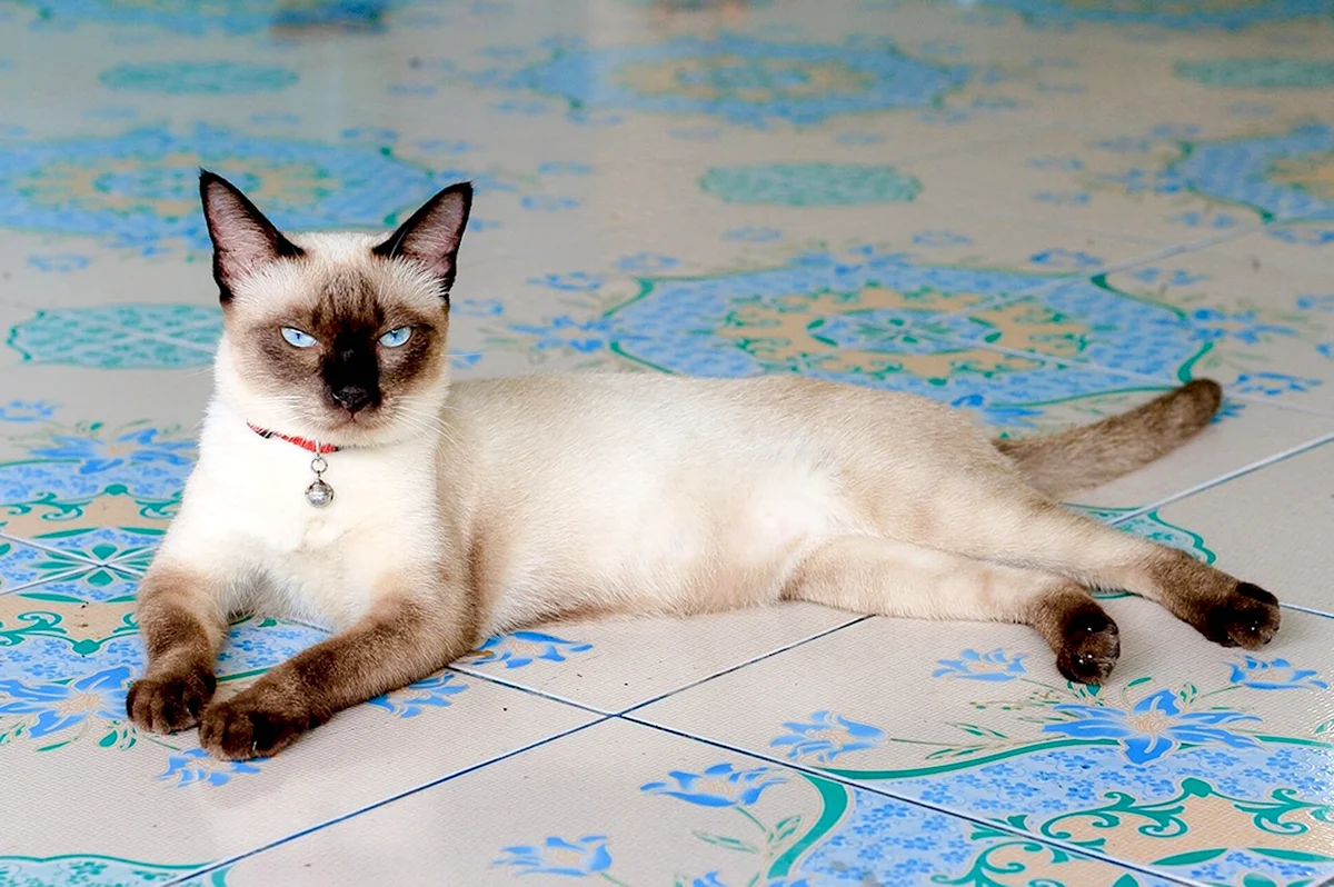 Тайский кот худой