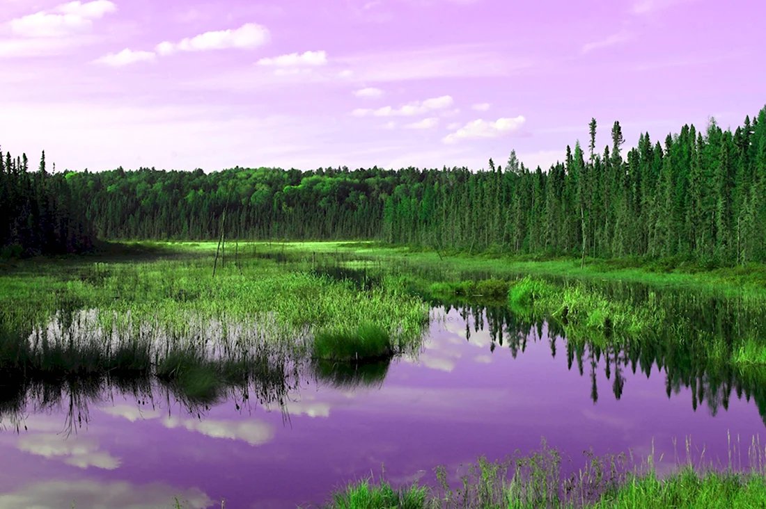 Тахтинское болото