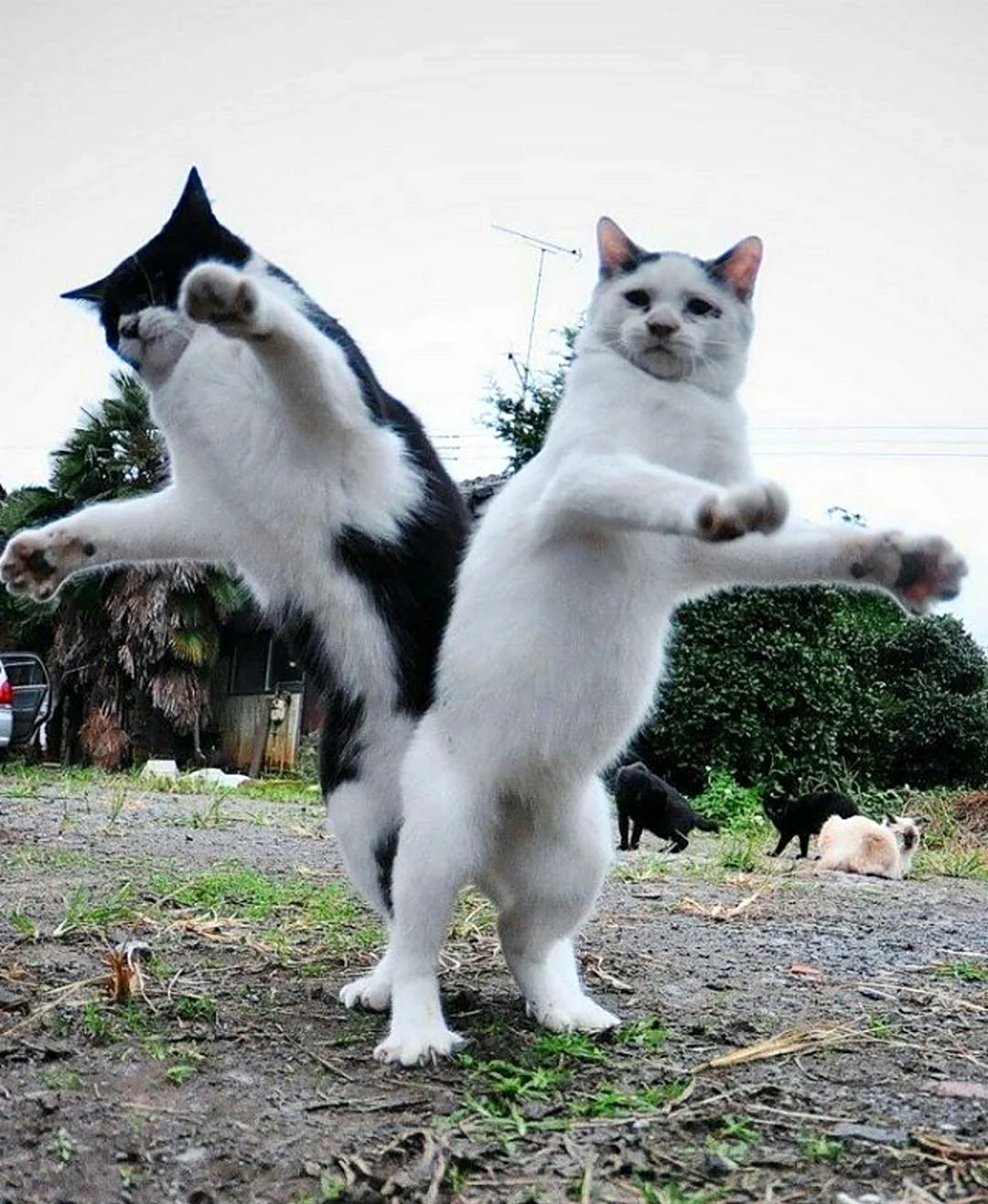 Танец кошки
