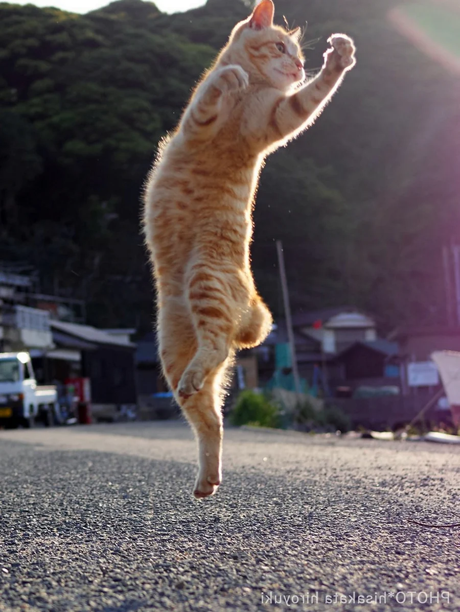 Танцующий кот