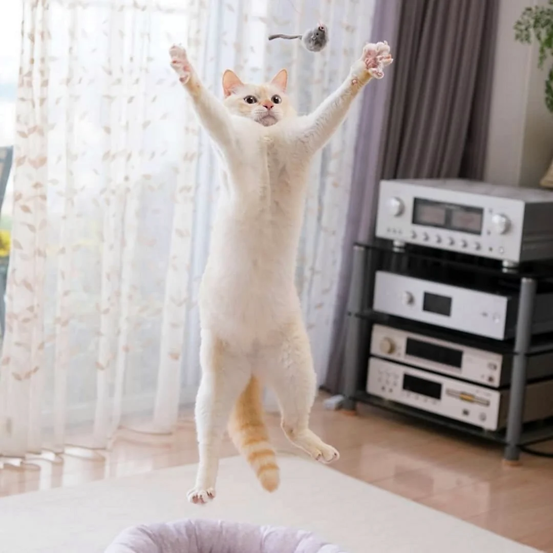 Танцующий котик