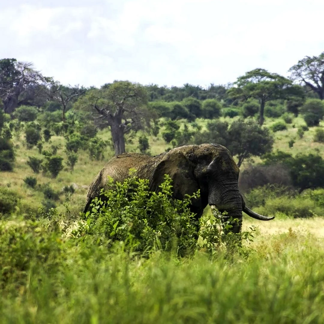 Танзания черный слон