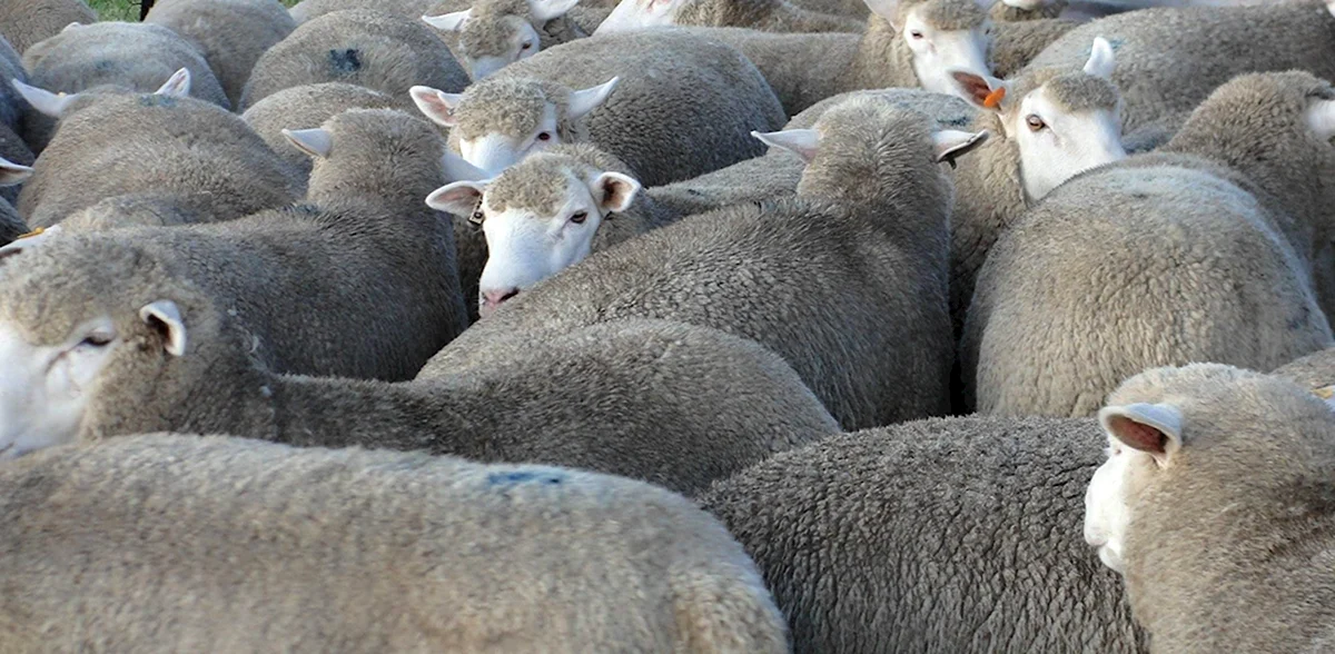 Ташлинская порода овец