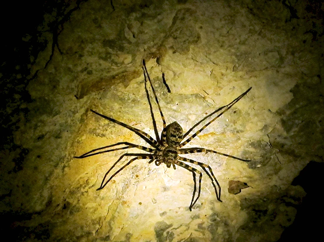 Тасманийский пещерный паук