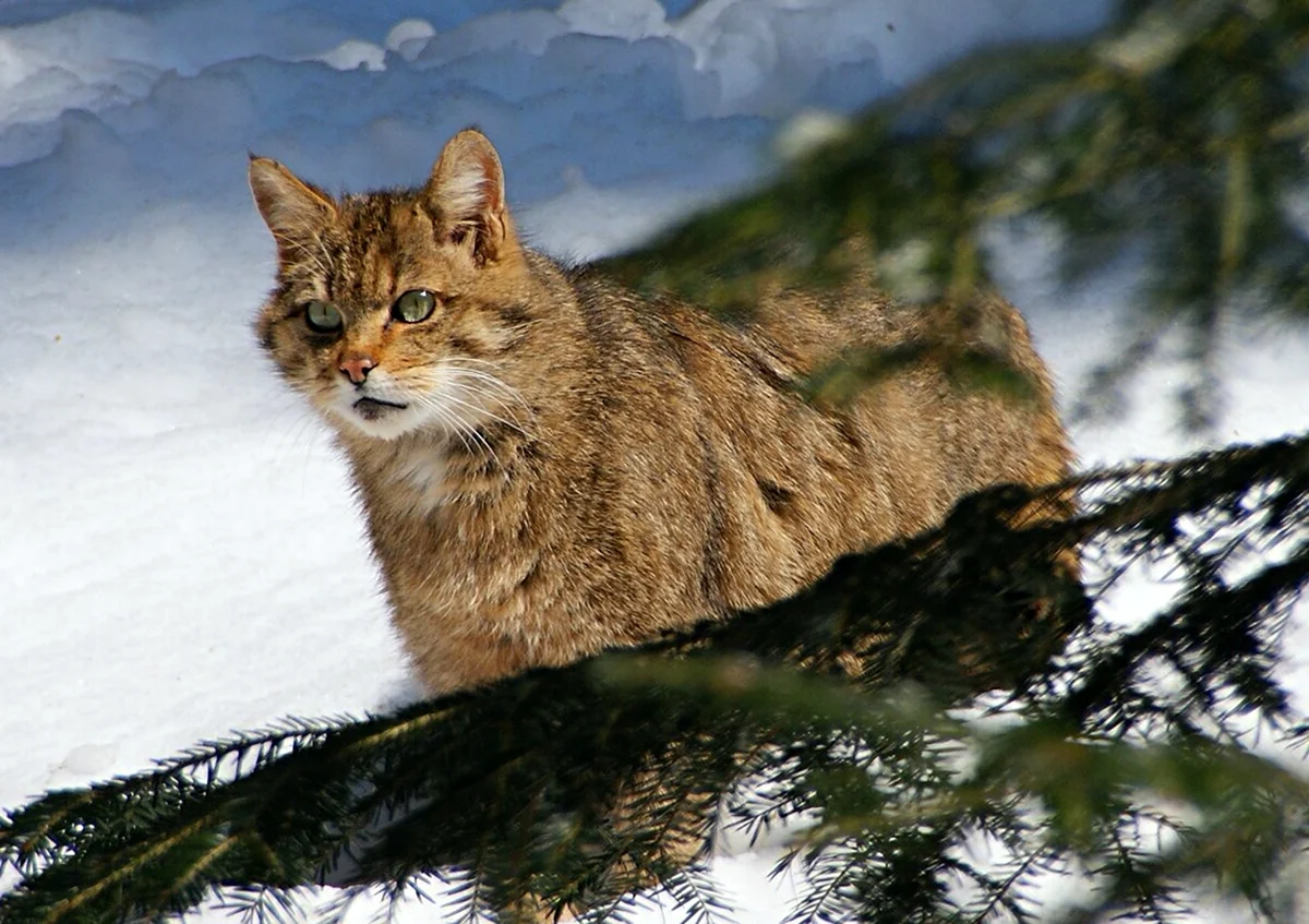 Тебердинский заповедник Кавказская Лесная кошка