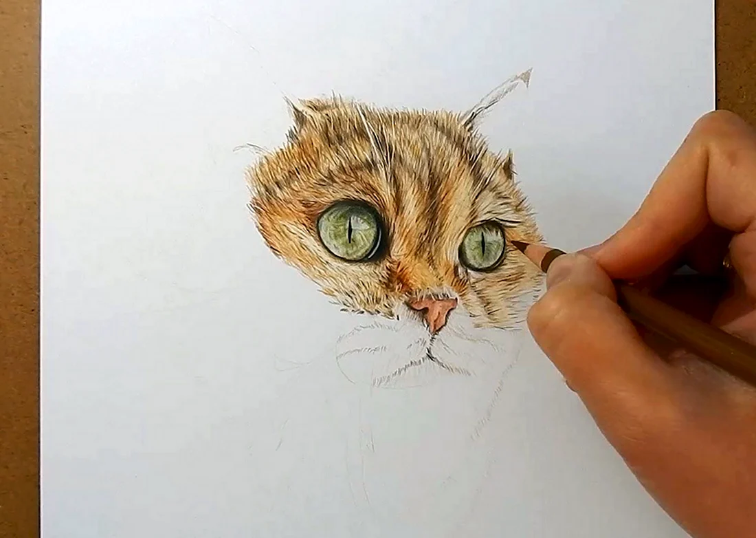 Техника рисования кота