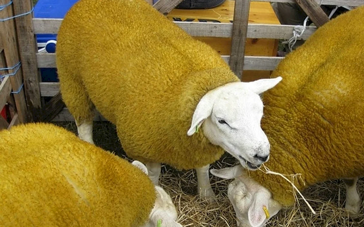 Тексель овцы ферма