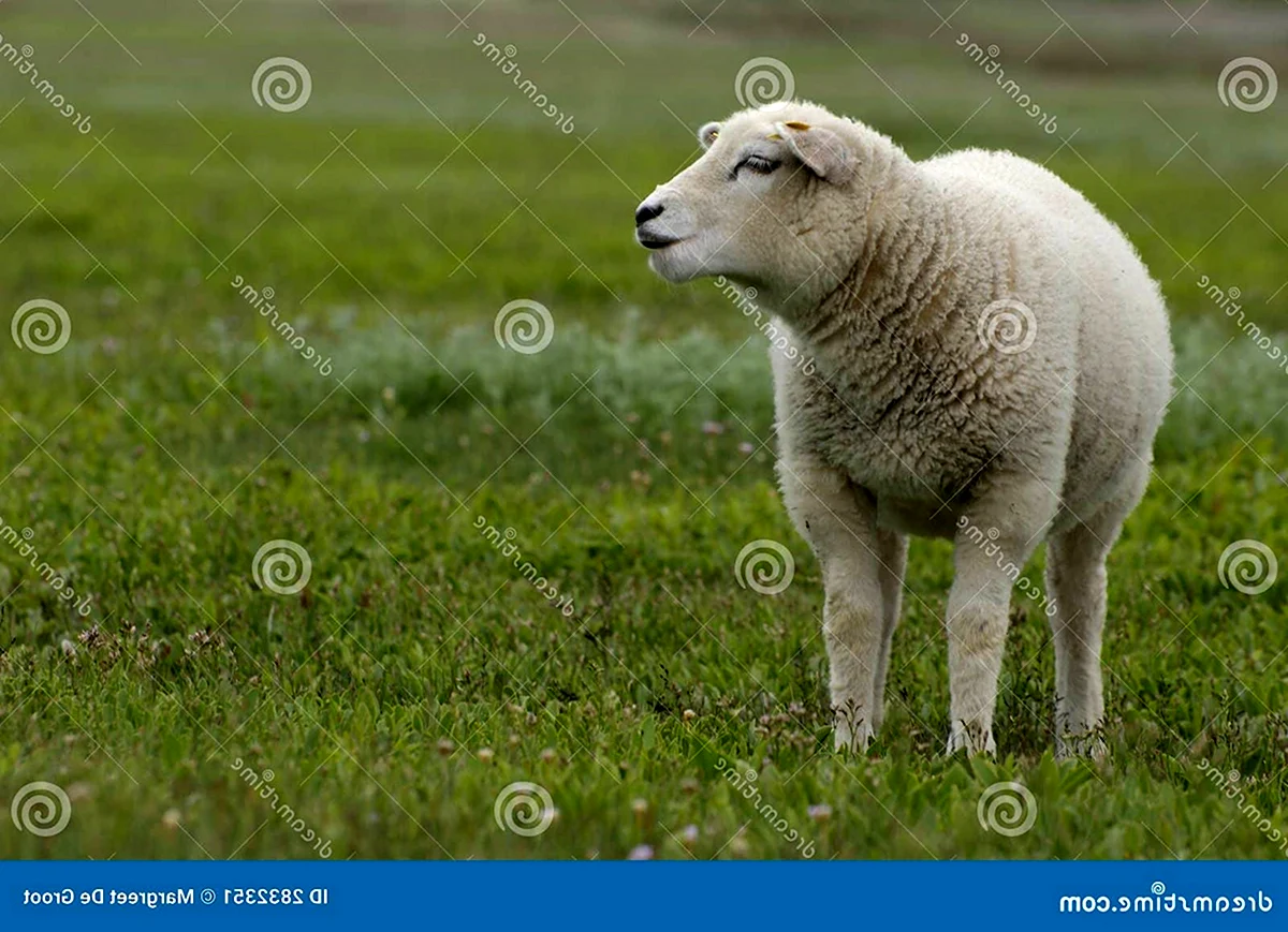 Тексель порода овец характеристика