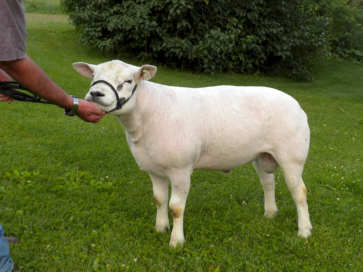 Тексель порода овец характеристика