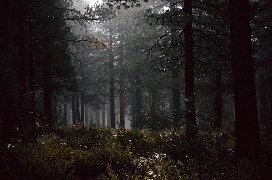 Темный лес Эстетика Пинтерест