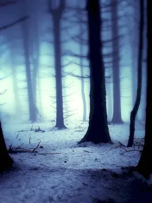 Тёмный лес гача