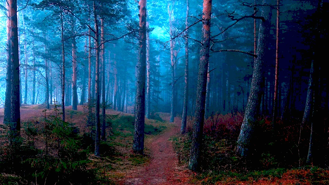 Темный лес the Woods
