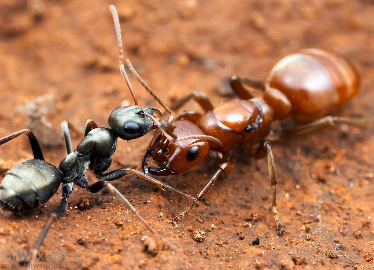 Термиты и муравьи