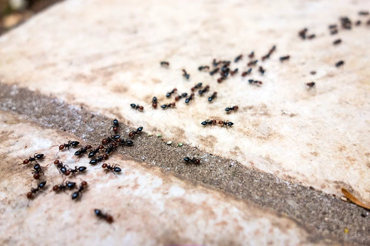 Термиты Королева против муравьёв