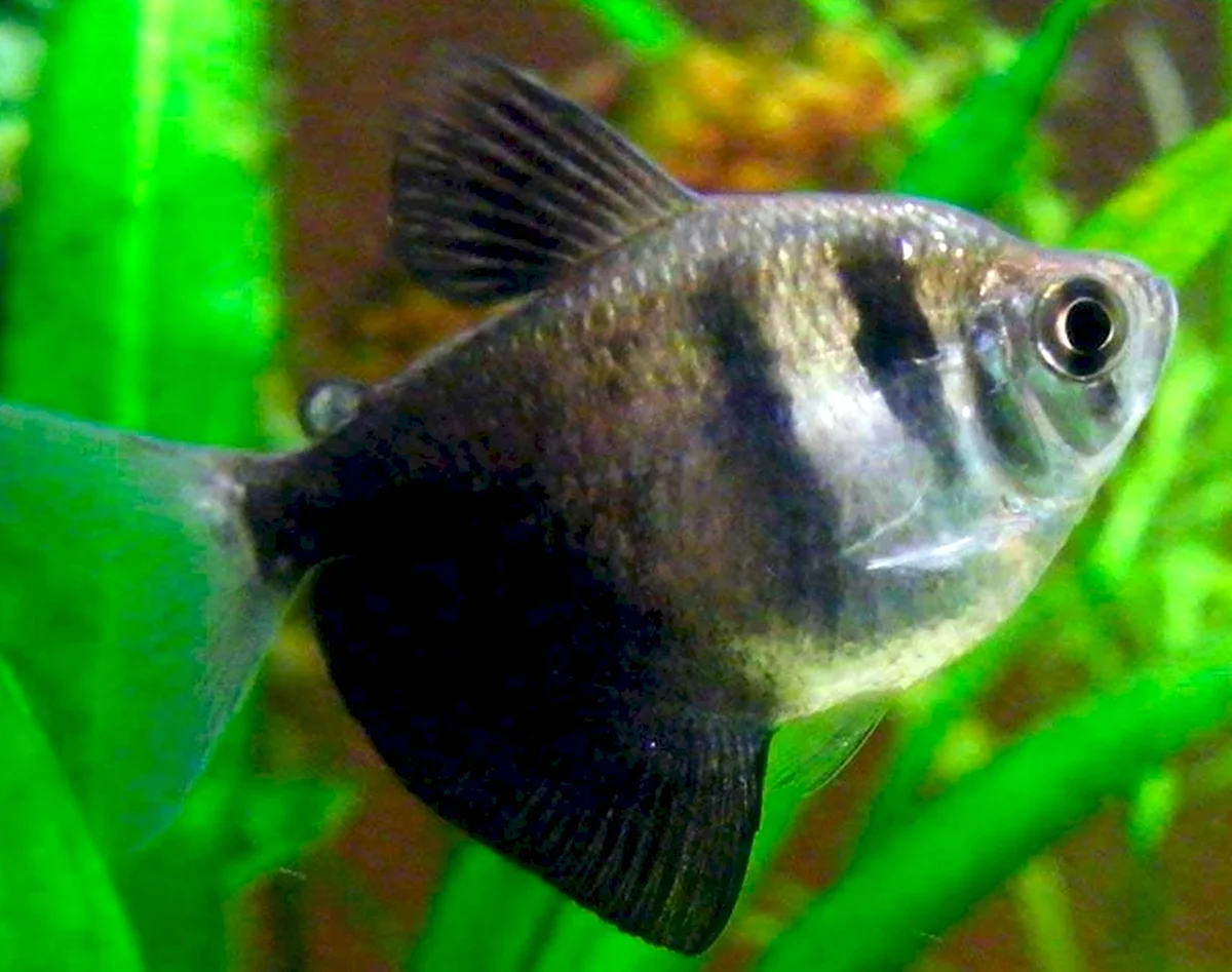 Тернеция черная аквариумная рыбка