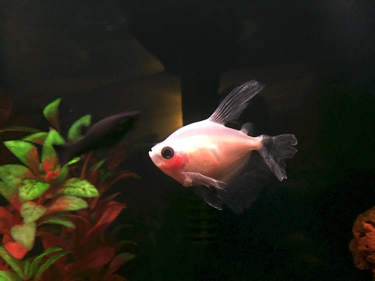 Тернеция красная аквариумная рыбка
