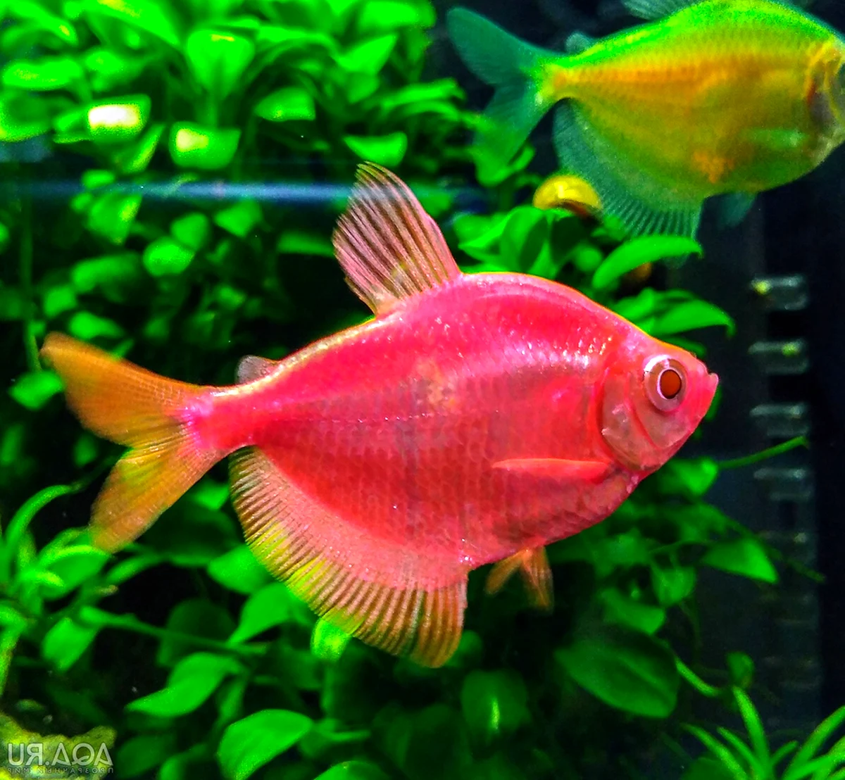Тернеция красная аквариумная рыбка