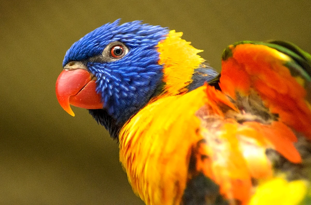 Тестовое фото попугай