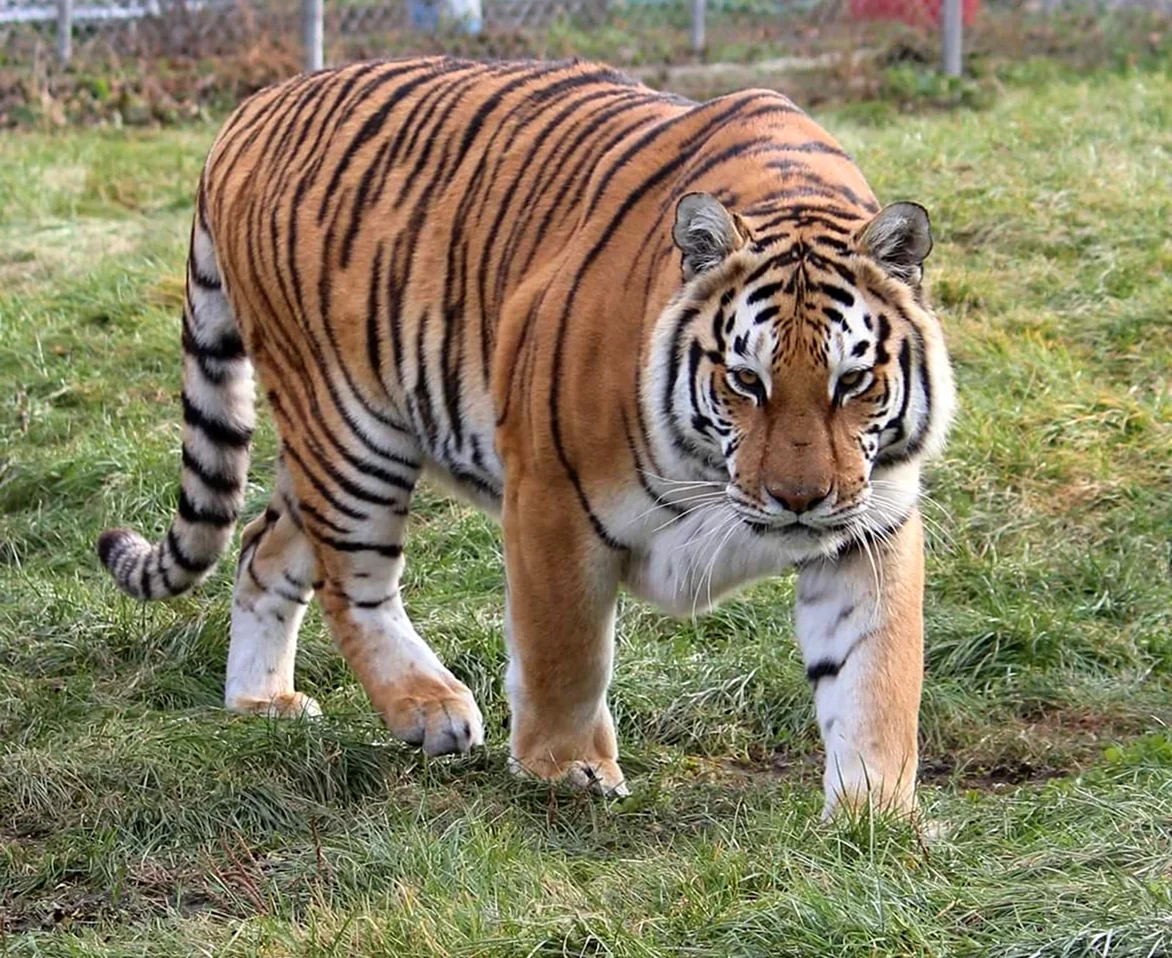 Тигр 300 кг