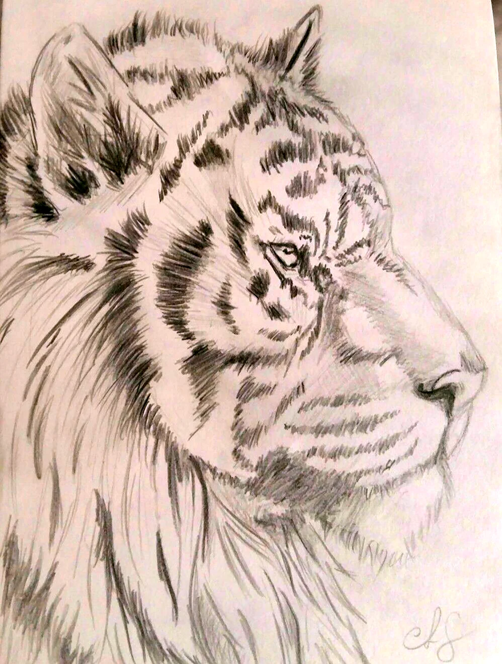 Тигр Академический рисунок