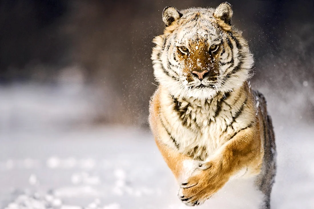 Тигр бежит по снегу