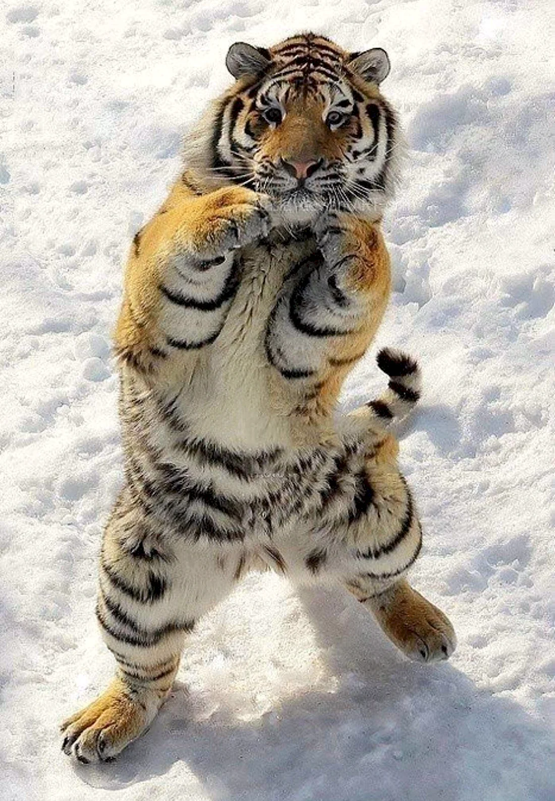 Тигр боксер