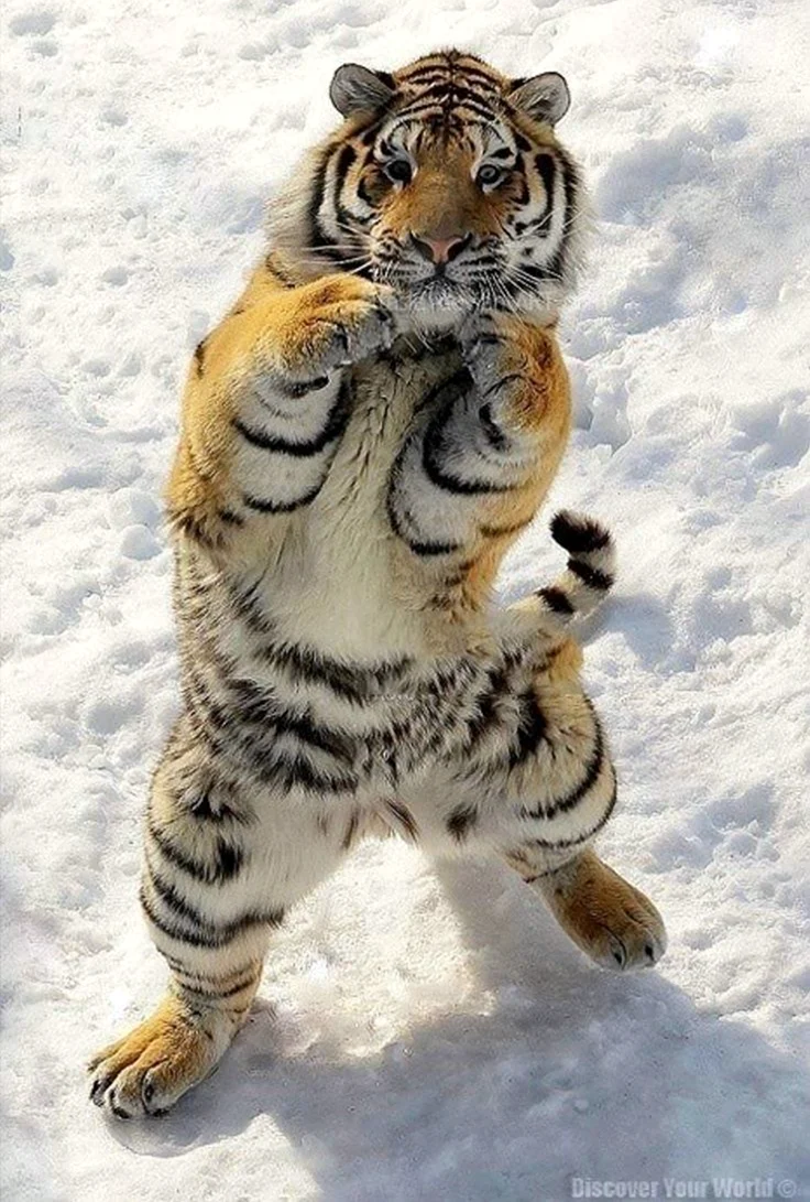 Тигр боксер