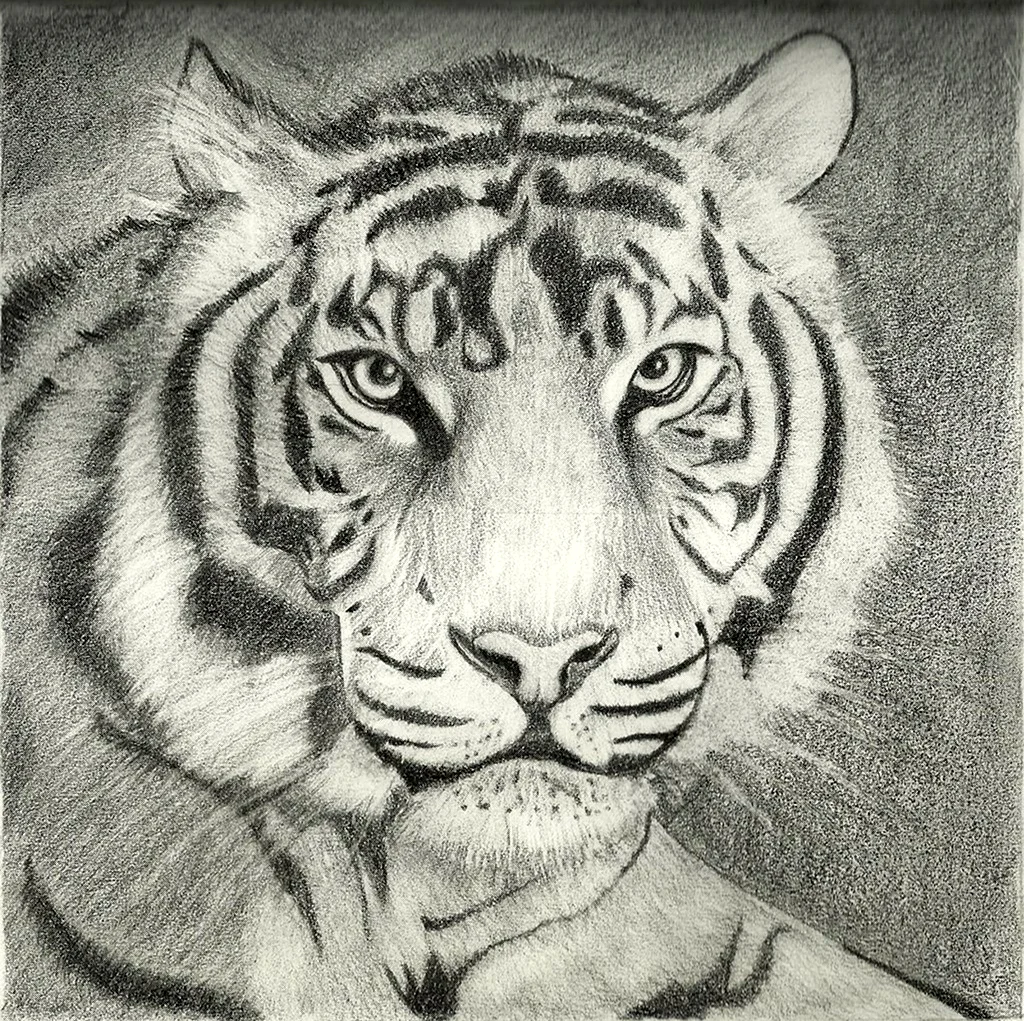 Тигр для рисования