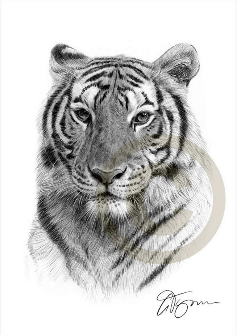 Тигр карандашом