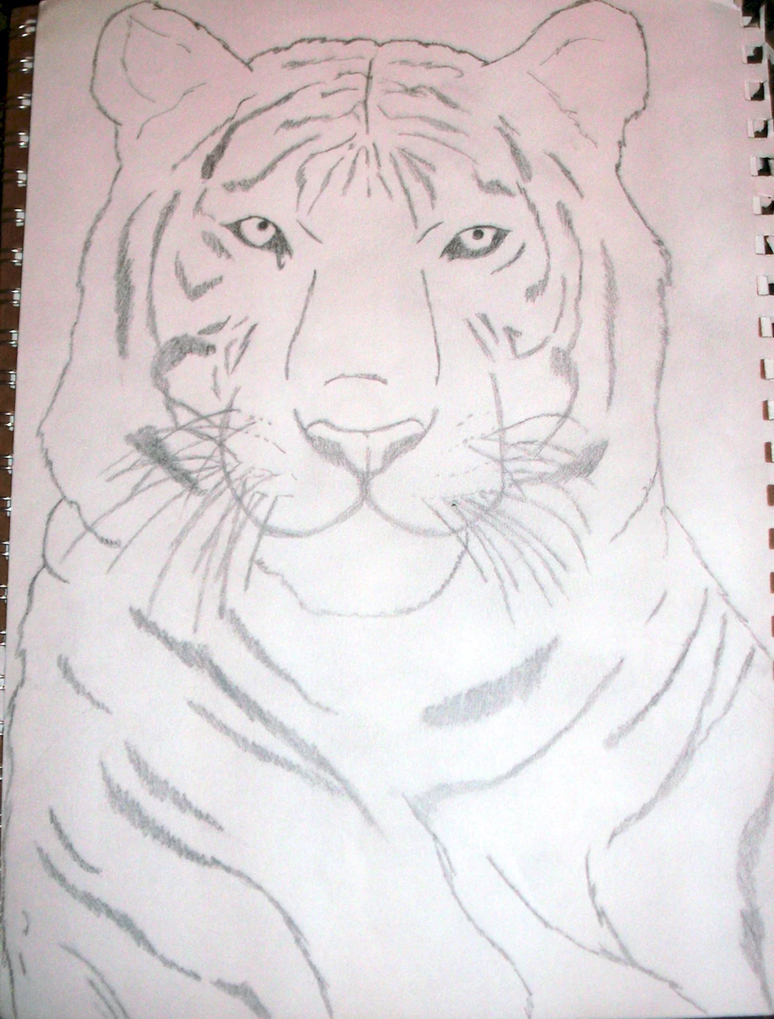 Тигр карандашом для срисовки легко