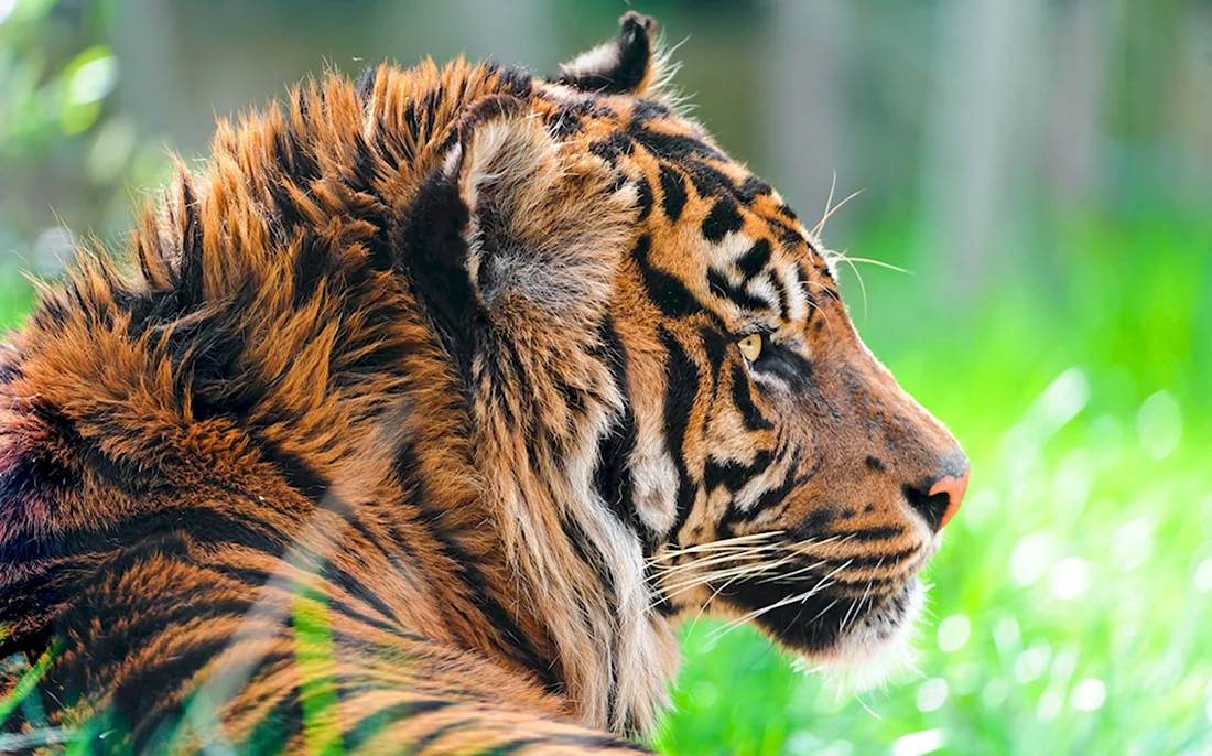 Тигр хищник