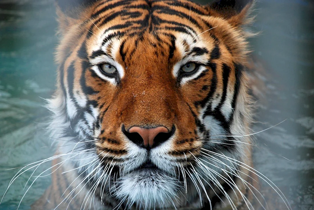 Тигр морда тигрица