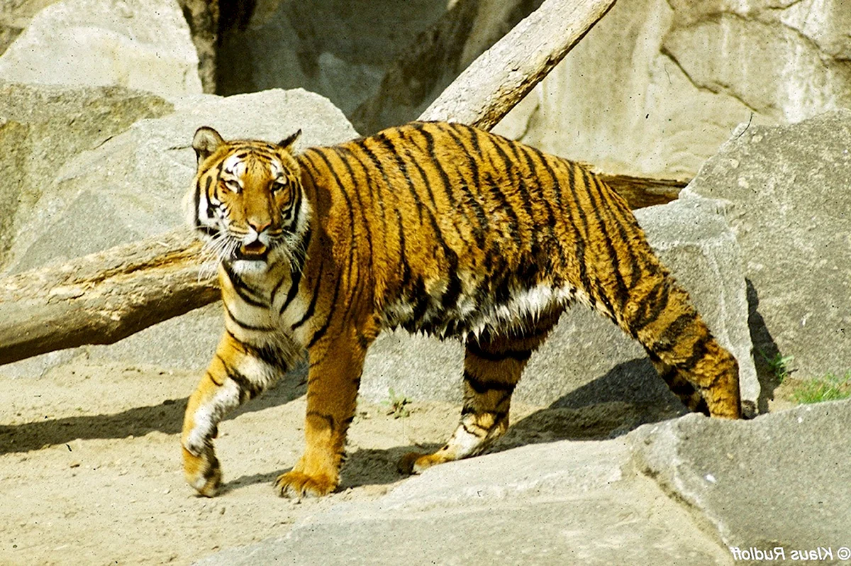 Тигр Panthera Tigris