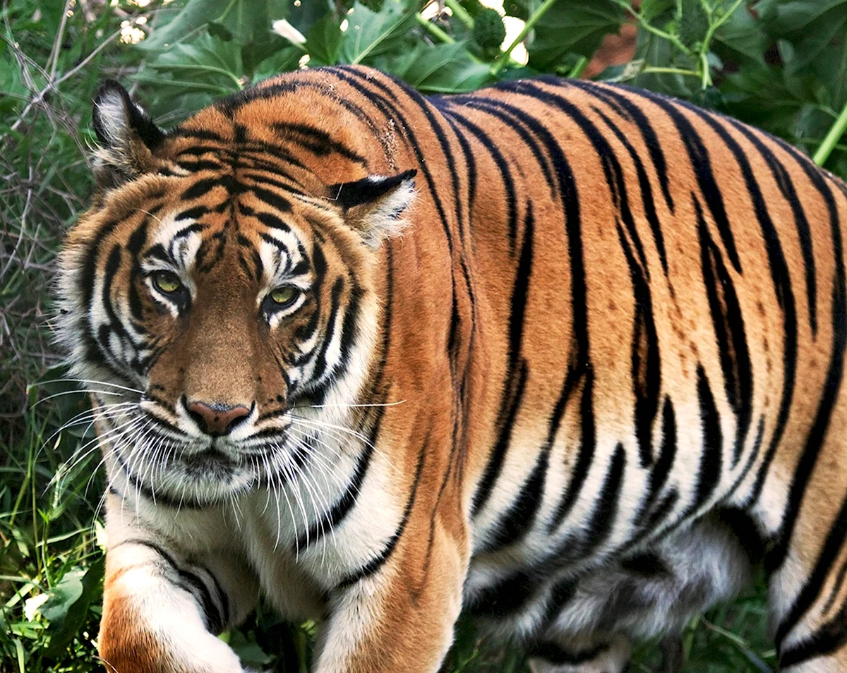 Тигр Panthera Tigris