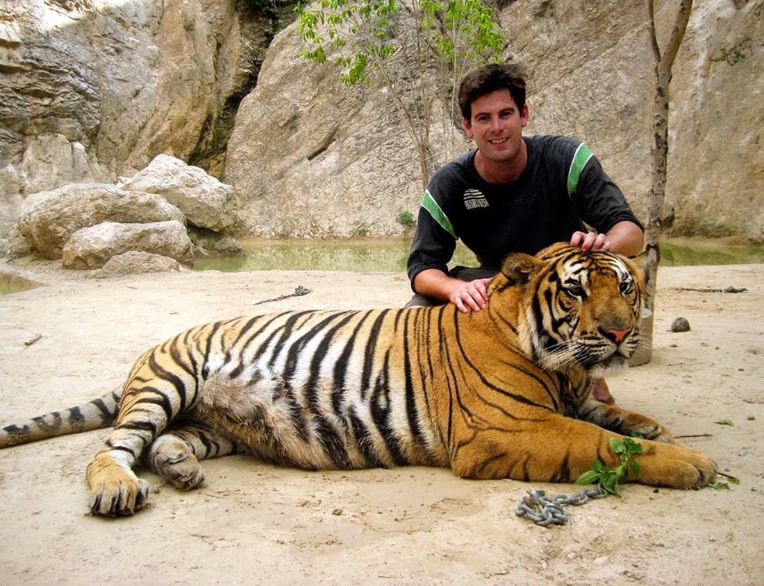 Тигр рядом с человеком