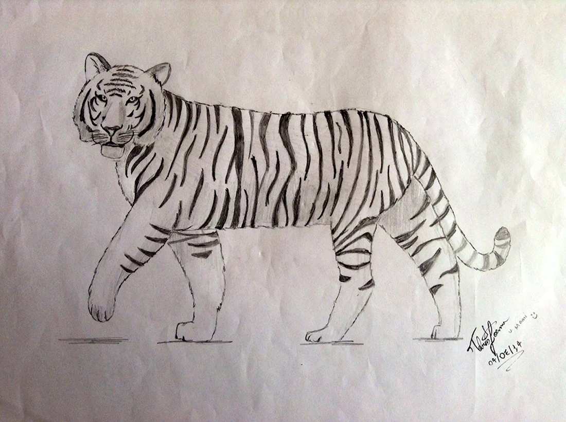 Тигр рисунок греческий