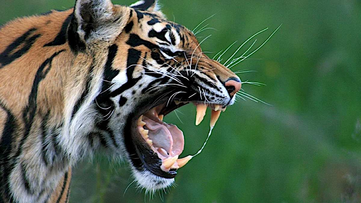 Тигр рычит в профиль