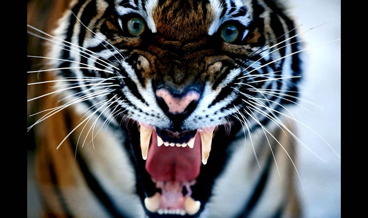 Тигр с голубыми глазами и оскал