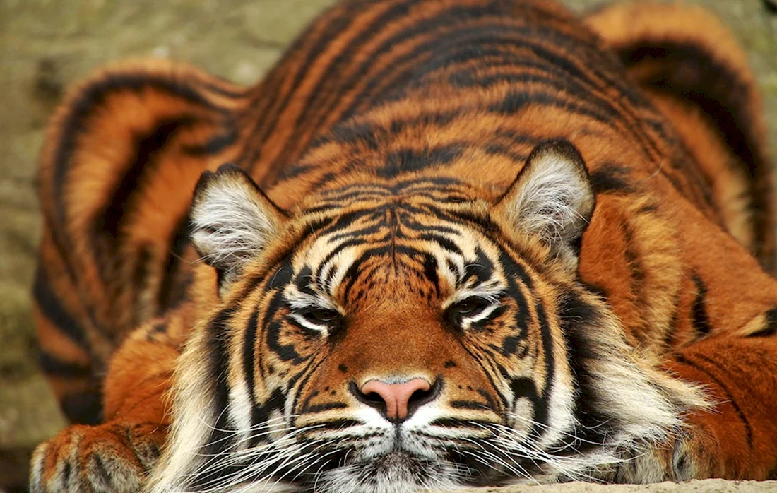 Тигр Суматры