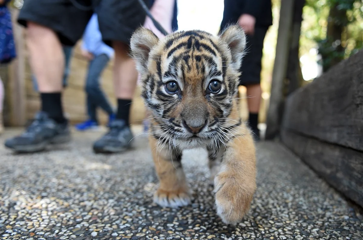 Тигр Тигрёнок тигрята
