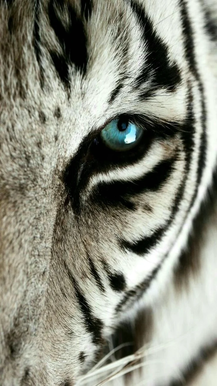 Тигр цвет глаз белого тигра