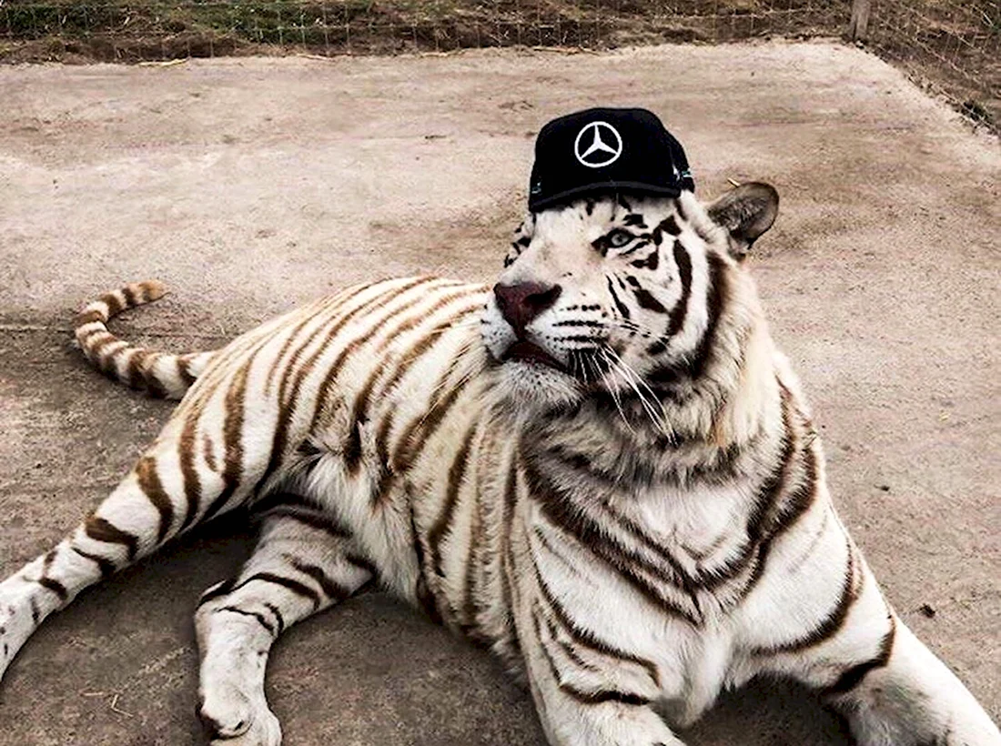 Тигр в кепке