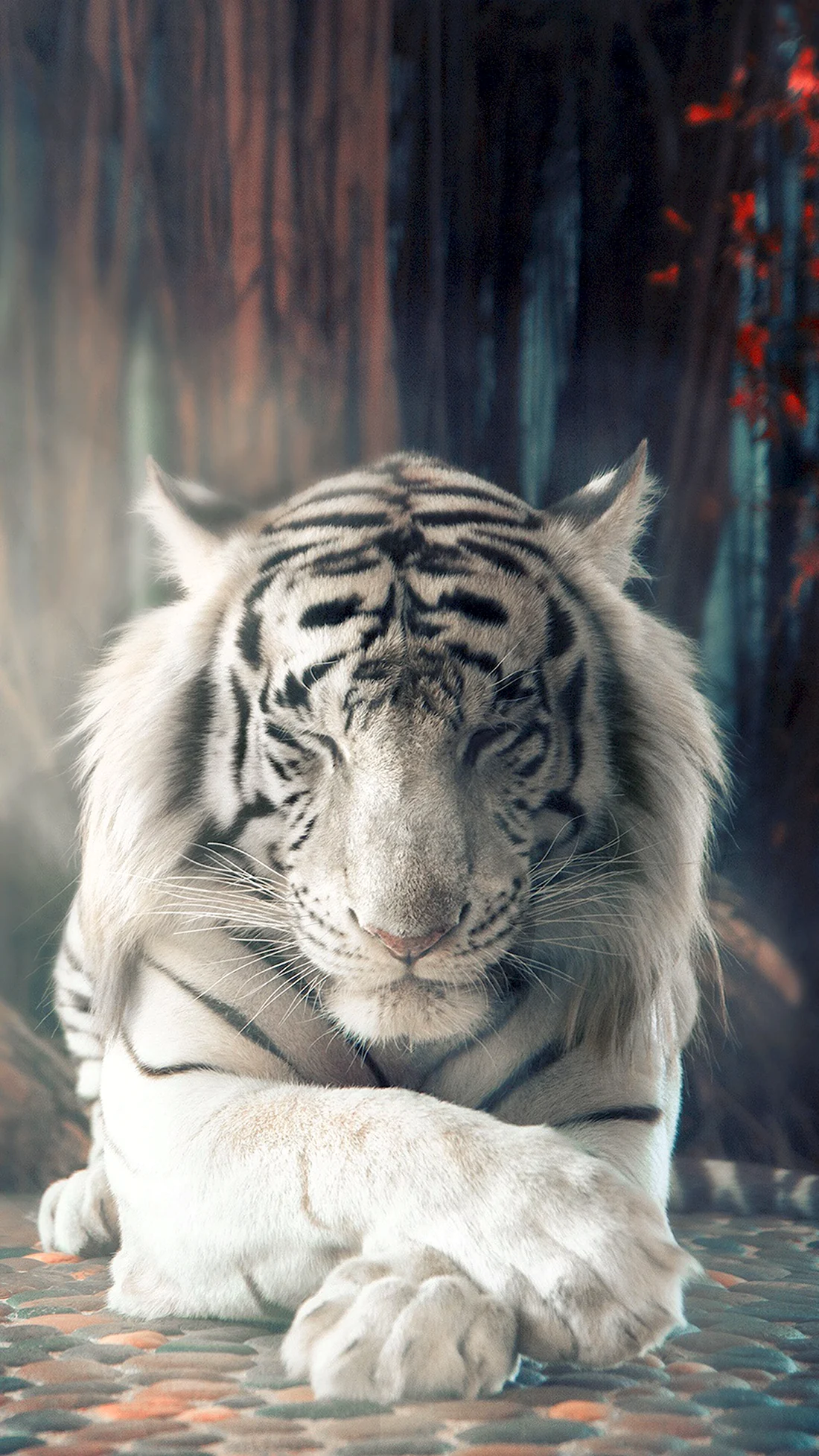 Tigr x белый тигр